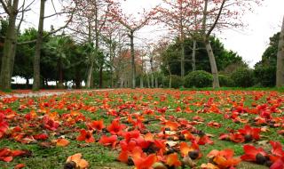 木棉花的春天大结局