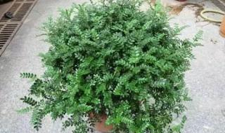 清香木的功效和作用